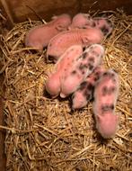 Zeer mooi nestje met mini biggetjes te koop, Dieren en Toebehoren, Schapen, Geiten en Varkens