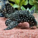 L-240 leporacanthicus sf. galaxias, Vis