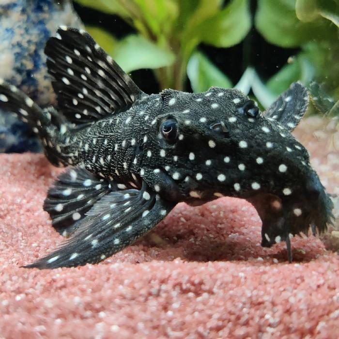 L-240 leporacanthicus sf. galaxias, Dieren en Toebehoren, Vissen | Aquariumvissen, Vis