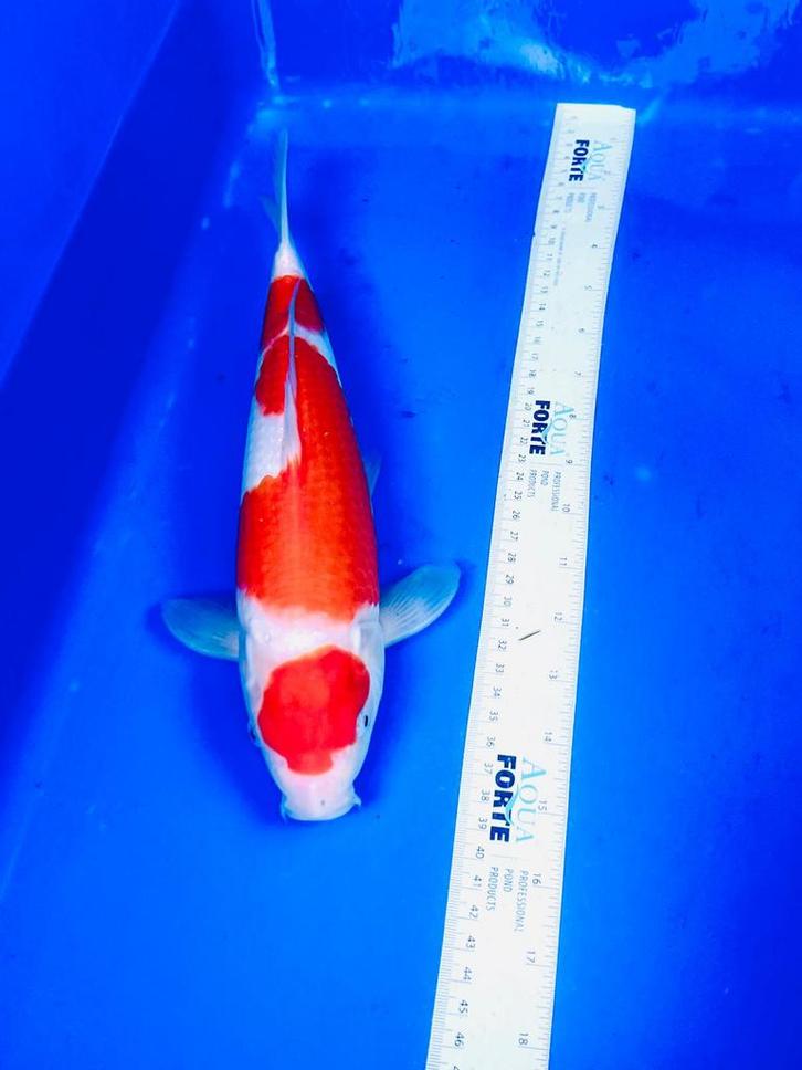 (V)hq japanse koi 15-80cm. EINDEJAARSKORTING, Dieren en Toebehoren, Vissen | Vijvervissen, Karper of Koi