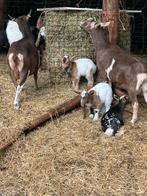 Moeder geit met jong te koop, Dieren en Toebehoren, Schapen, Geiten en Varkens, Meerdere dieren, Geit