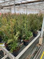 Taxus baccata 70/80 hoog, Ophalen, Taxus, Minder dan 100 cm