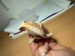 Wimpergekko vrouwtje, Dieren en Toebehoren, Reptielen en Amfibieën, Hagedis