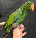 Tamme Edel papegaai, Meerdere dieren, Papegaai