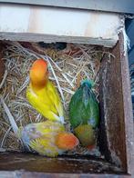 Div dwergpapegaaien om tam te maken zoeken een lief huisje, Dieren en Toebehoren, Vogels | Parkieten en Papegaaien, Meerdere dieren