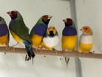 Gouldamadines - erythrura gouldiae, Meerdere dieren, Tropenvogel, Geringd