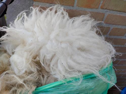 Ruwe wol, vacht aan 1 stuk geschoren., Hobby en Vrije tijd, Spinnewielen en Spinnen, Nieuw, Spinwol, Ophalen
