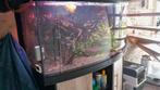 compleet aquarium, Dieren en Toebehoren, Vissen | Aquaria en Toebehoren, Ophalen, Zo goed als nieuw, Gevuld zoetwateraquarium