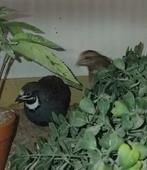 Koppeltje chinese dwergkwartels, Meerdere dieren, Tropenvogel