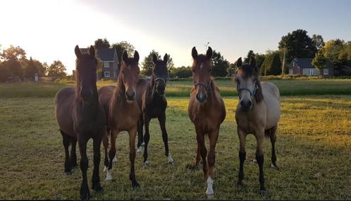 Opfok hengsten en merries, Dieren en Toebehoren, Stalling en Weidegang, Opfok