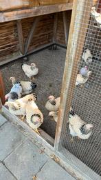 Wyandottes kippen 3 stuks, Dieren en Toebehoren, Pluimvee, Mannelijk, Kip