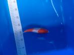 Te koop prachtige kohaku 20 cm, Karper of Koi