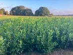 Mooie Laurierstruiken, Tuin en Terras, Planten | Struiken en Hagen, Ophalen of Verzenden, Laurier, Haag, 100 tot 250 cm