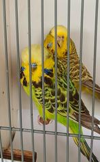 Koppel Engels grasparkieten 2024, €30,, Dieren en Toebehoren, Vogels | Parkieten en Papegaaien, Meerdere dieren, Parkiet