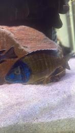 Aulonocara bleu neon malawi cichliden, Vis
