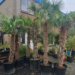 Trachycarpus fortunei – De winterharde palm voor uw tuin!, Tuin en Terras, Ophalen, Zomer, Volle zon, Palmboom