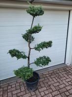 Lariks kaempferi bonsai, Ophalen, Volle zon, Overige soorten, Minder dan 100 cm