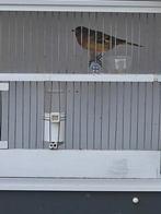 te koop  twee mooi  bastaard mannen, Dieren en Toebehoren, Vogels | Kanaries, Mannelijk, Bastaard