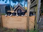 Border Collie x Friese Stabij pups, Dieren en Toebehoren, Honden | Herdershonden en Veedrijvers, Rabiës (hondsdolheid), Overige rassen