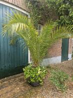 palm, Ophalen, Volle zon