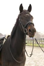 5 jarige Furst Dior x Tuschinski, Dieren en Toebehoren, Gechipt, Ruin, Dressuurpaard, Zadelmak