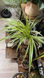 Chlorophytum comosum - spider plant, Ophalen, Overige soorten, Volle zon