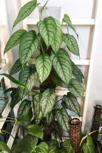 Monstera siltepecana stekken, Huis en Inrichting, Kamerplanten, Ophalen of Verzenden, Halfschaduw, Minder dan 100 cm