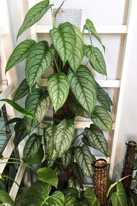 Monstera siltepecana stekken, Huis en Inrichting, Kamerplanten, Minder dan 100 cm, Halfschaduw, Ophalen of Verzenden