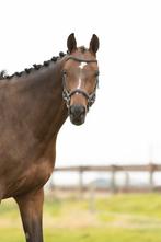 8-jarige KWPN ruin – dressuur – zoekt 5 thuis, Dieren en Toebehoren, Paarden, Ruin, Dressuurpaard, Zadelmak, 170 tot 175 cm