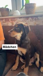 Pups te verkopen, Dieren en Toebehoren, Honden | Niet-rashonden, Particulier, CDV (hondenziekte), 8 tot 15 weken, Buitenland