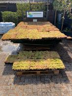 Groendak Sedum cassettes voor klein of groot dak, Tuin en Terras, Planten | Tuinplanten, Ophalen of Verzenden, Overige soorten
