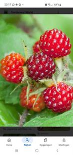 Wijnbes. Japanse wijnbes. Fruitstruik. Fruit., Ophalen, Minder dan 100 cm, Volle zon, Overige soorten