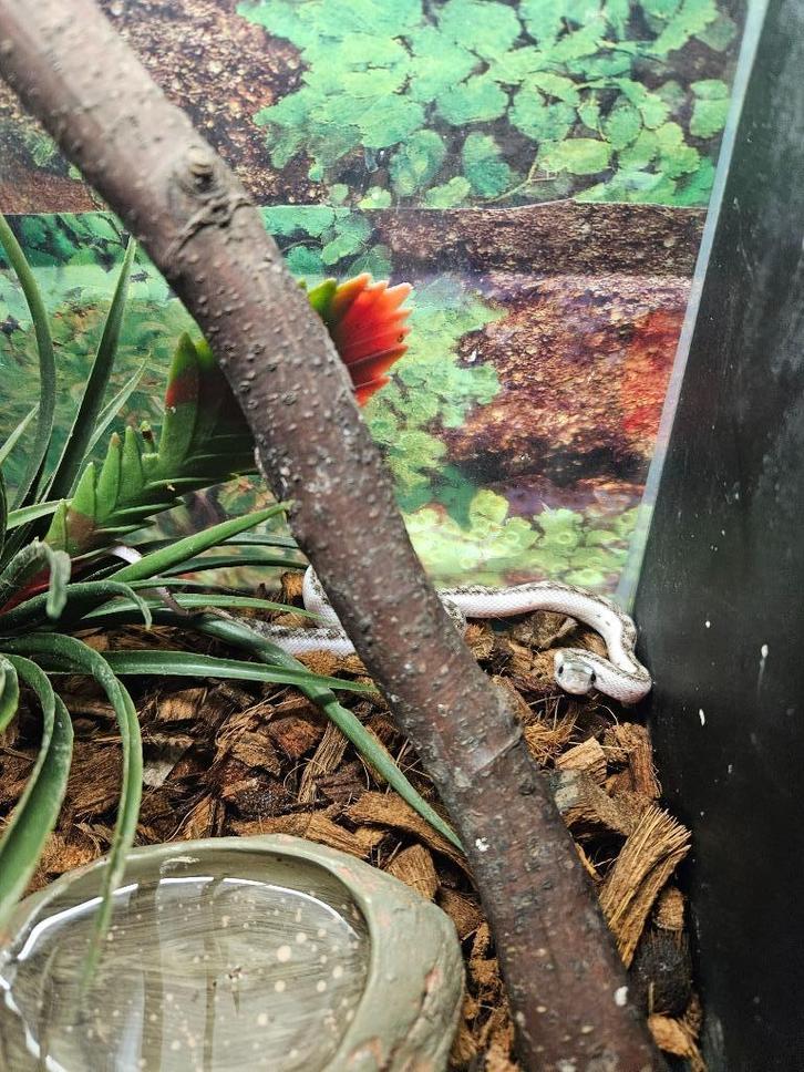 Pantherophis obsoleta White sided Texaanse rattenslang, Dieren en Toebehoren, Reptielen en Amfibieën, Slang, 0 tot 2 jaar