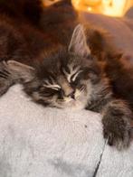 Laatste Main Coon kittens, Dieren en Toebehoren, Katten en Kittens | Raskatten | Langhaar, Meerdere dieren, Gechipt, 0 tot 2 jaar