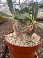 Caudex Pachypodium Eburneum Madagaskar potmaat13 cm., Overige soorten, Ophalen of Verzenden, In pot, Minder dan 100 cm