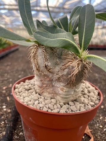 Caudex Pachypodium Eburneum Madagaskar potmaat13 cm. beschikbaar voor biedingen