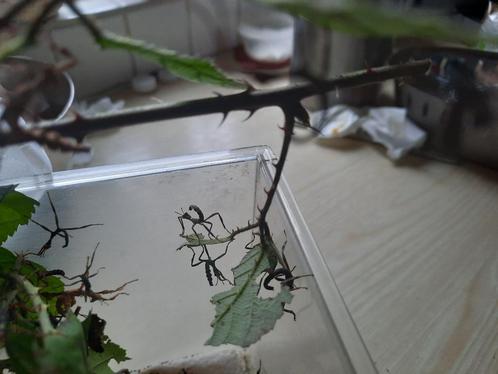 australische wandelende takken PSG9, Dieren en Toebehoren, Insecten en Spinnen, Wandelende tak