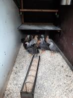 Gratis, Dieren en Toebehoren, Pluimvee, Mannelijk, Kip
