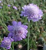Duifkruid - Scabiosa columbaria - inheemse bij/vlinderplant, Overige soorten, Volle zon, Vaste plant, Ophalen of Verzenden