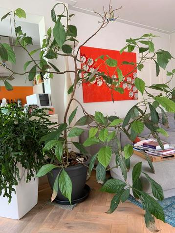 9-jarige Avocoda-plant beschikbaar voor biedingen