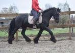 Bloedmooie, goudeerlijke 100 % correcte Friese dame, Dieren en Toebehoren, Paarden, B, 3 tot 6 jaar, 160 tot 165 cm, Recreatiepaard