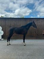 Springpaard te koop!