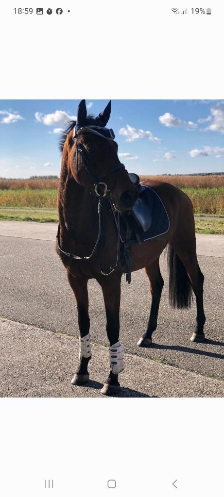 Luxe rijpaard, Dieren en Toebehoren, Paarden, Ruin, L, 160 tot 165 cm, 11 jaar of ouder, Dressuurpaard, Met stamboom, Gechipt