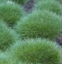 siergras bodembedekker  in potje p9 beschikbaar voor biedingen