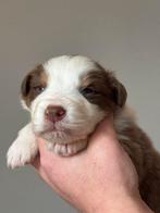 Australian shepherd pups puppy, Dieren en Toebehoren, Overige rassen, 8 tot 15 weken, Meerdere, Meerdere dieren
