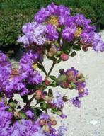 Indische Sering, Lagerstroemia in diverse soorten en maten, Volle zon, Vaste plant, Zomer, Ophalen