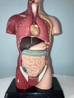 Anatomisch model menselijk lichaam; torso anatomie, Ophalen of Verzenden, Huis en Inrichting