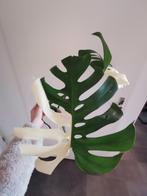 Grote monstera albo stek met veel wortels en groeipunt, Overige soorten, Minder dan 100 cm, Halfschaduw, Ophalen