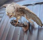 Opgezette valk op tak, Ophalen of Verzenden, Gebruikt, Opgezet dier