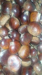 Tamme kastanjes 6 kg, Ophalen of Verzenden, Volle zon